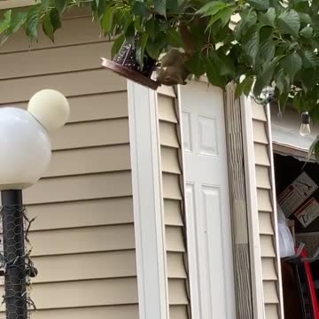 Rabbit plays in the sky