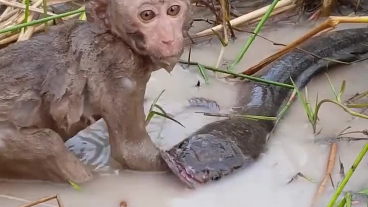 MONKE FISH FIGHTING VIDEOS