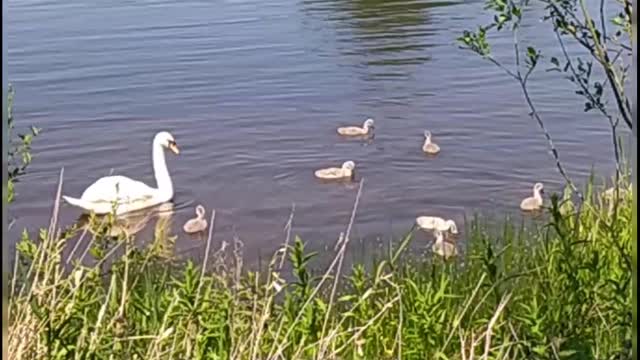 Swan family