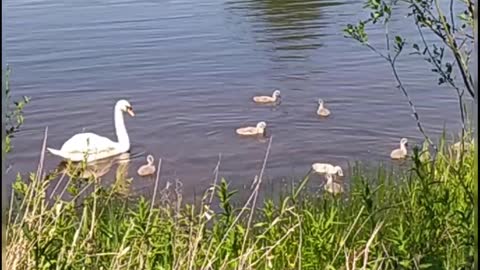 Swan family