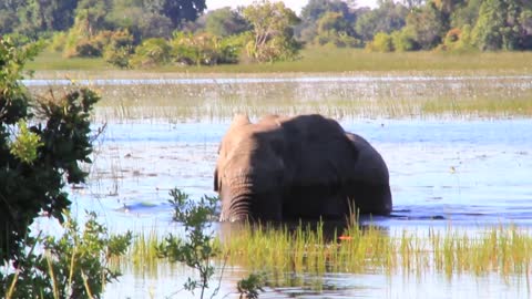 Elephant crossing the channel