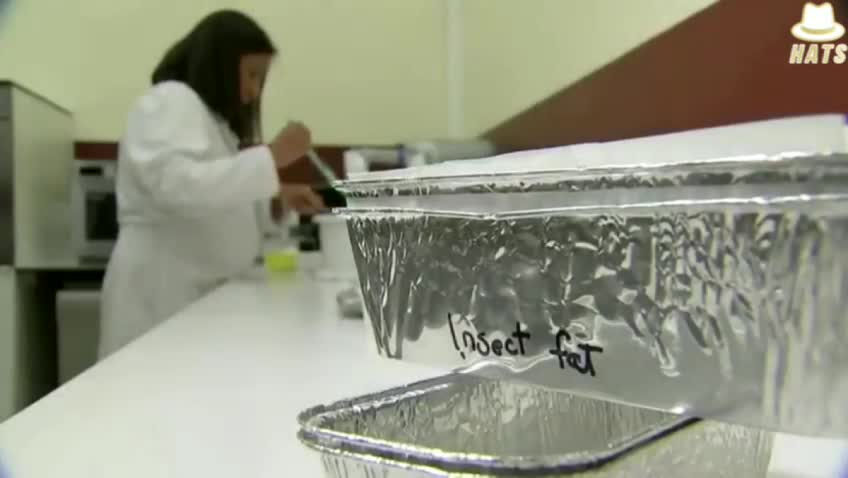 Insect Cake [NWO Keeps Pushing BUGS On Us!]