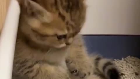 Funny animal videos | Cute animal videos | Funny dog&cat videos | Hilarious pet videos #14