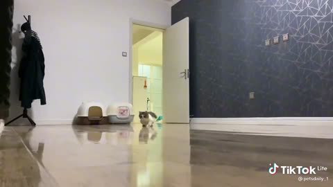 Beautyful cat funny prank