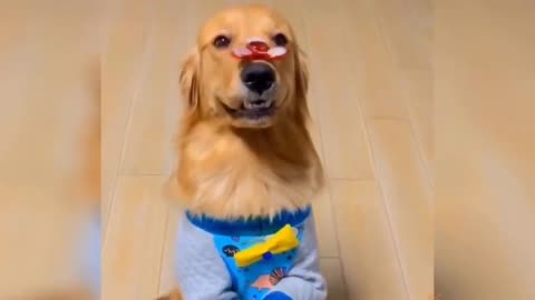 || funny animal || cute pet || dog || cute dogs video ||
