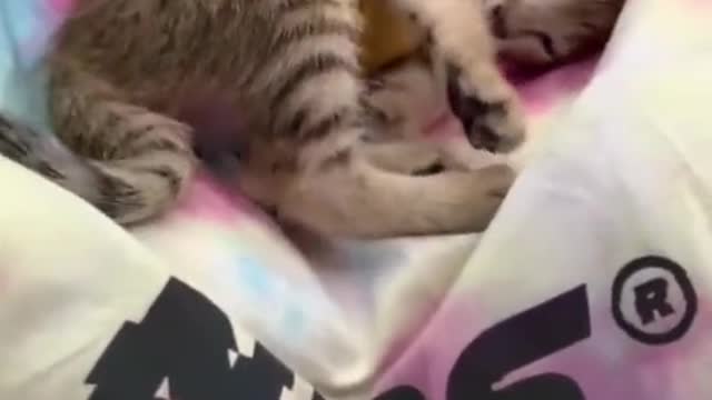 Adorable kitten warming with her owner | funny cat Shorts videos 2021