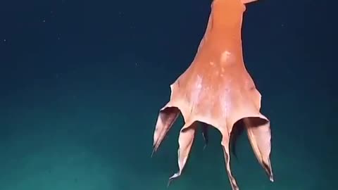 Beautiful octopus 🐙🌟