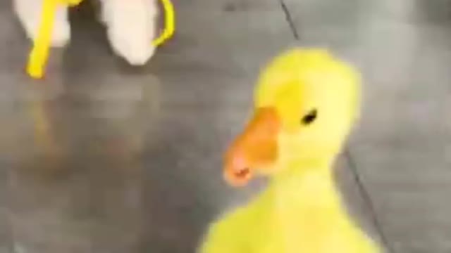 Baby Dog Funny videos #Dogs #Dogsfunnyvideos