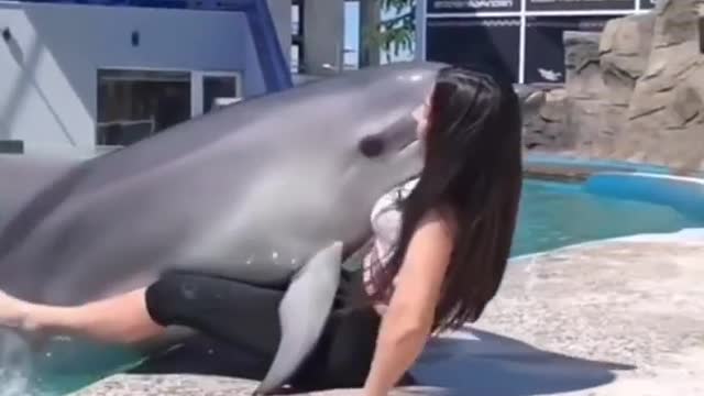 cute dolphin