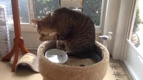 Cat Bathing With Water (7)