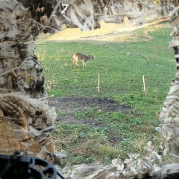 Dumb deer and a Barnett Bow