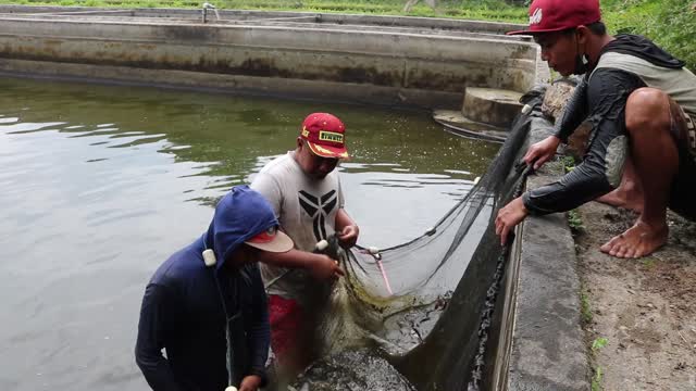 Koi Fish From Indonesia