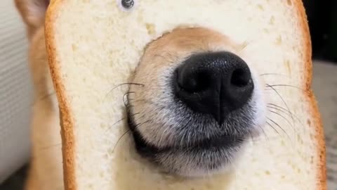 dog bagel