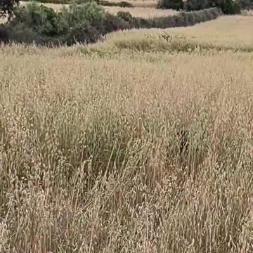 Funny Labrador jumping around in a field!