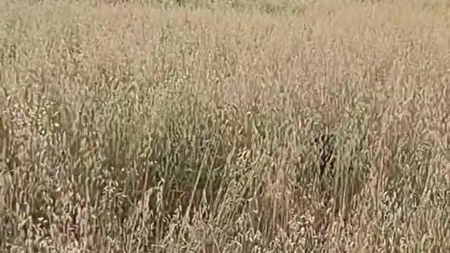 Funny Labrador jumping around in a field!
