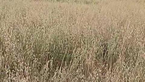 Funny Labrador jumping around in a field!