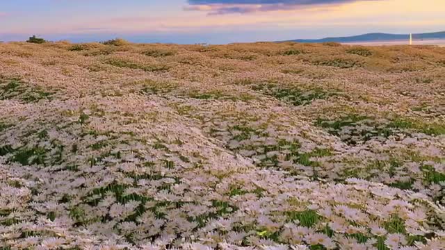 Daisy flower sea