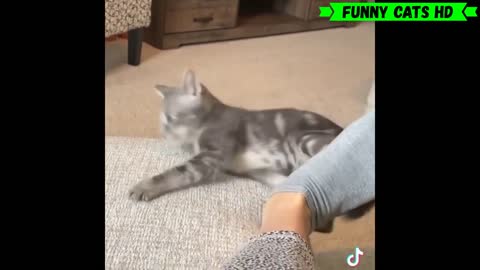 Cute and Funny Cat Videos to Keep You Smiling!😻 Don't try to hold back Laughter 😹2021-2022 Part 1