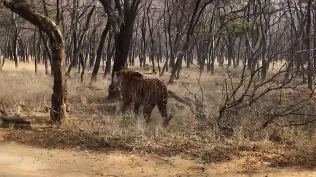 Cat fight! 🐅 😳