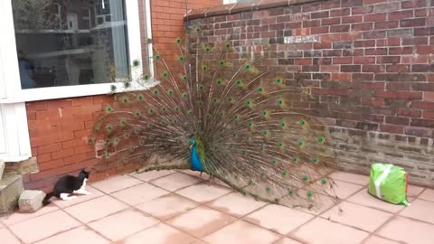 Cat Thinks Peacock Is A Walking Toy