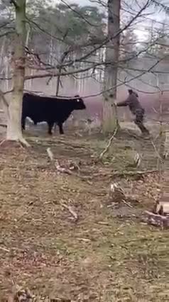 Rewilding i Danmark - Jagtet af ung Tyr