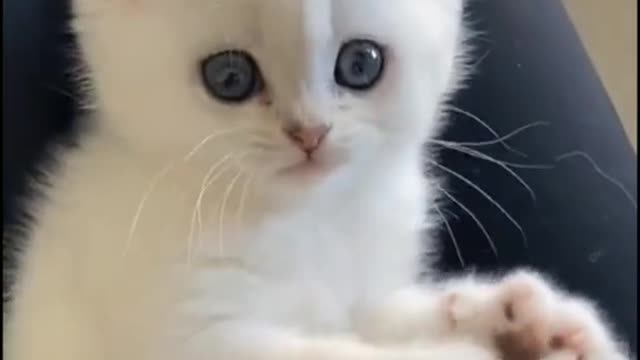 Watch the cool style video of a very beautiful cat, you will enjoy it.