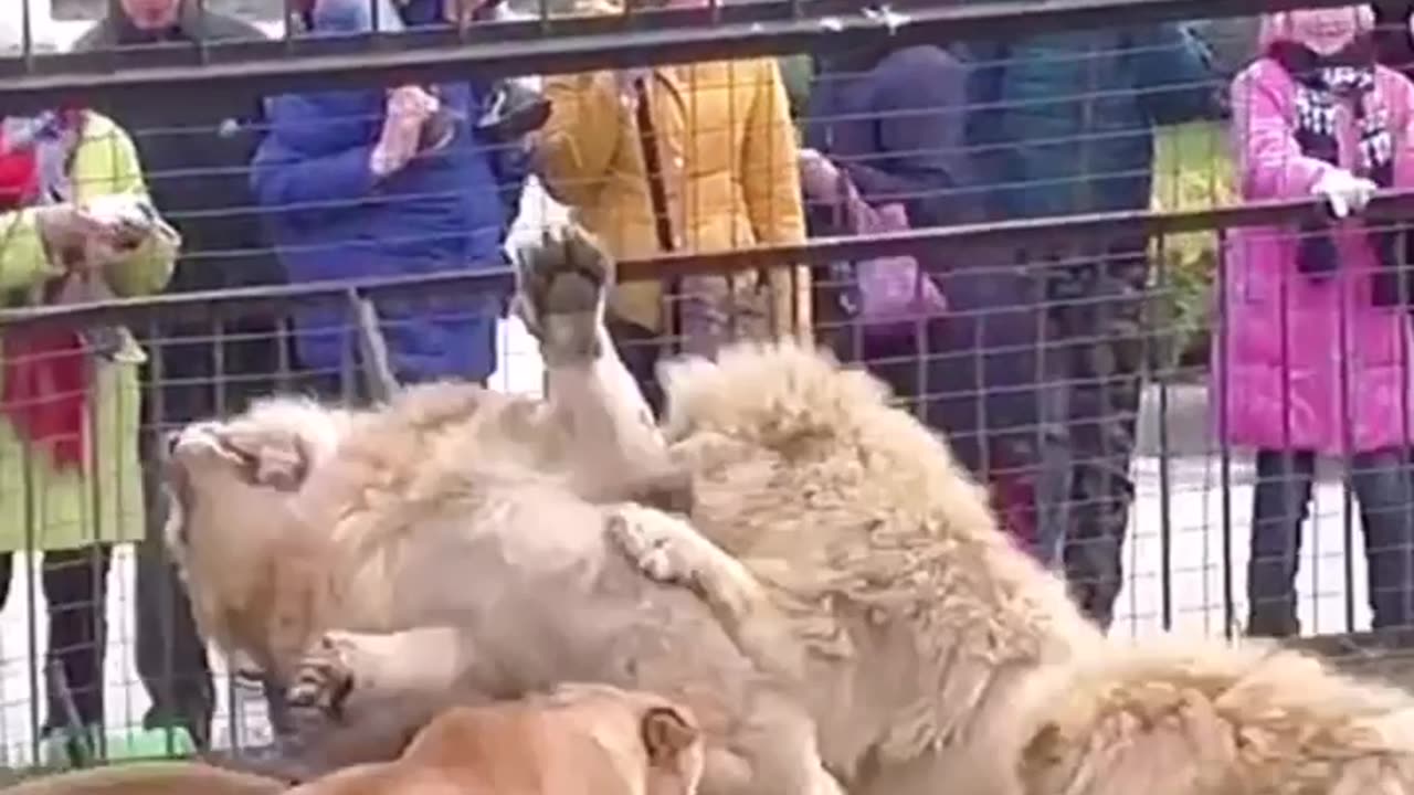Battle between the king of the jungle with his neighbor #king