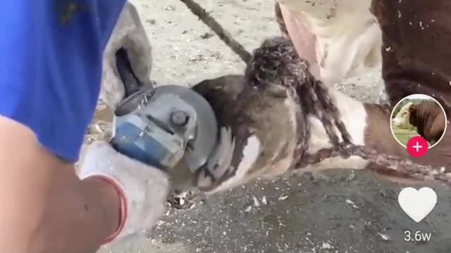 The correct way to clean the feet of the cow