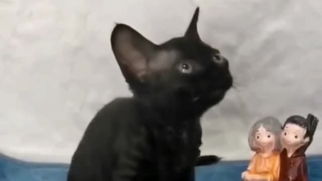 Why is the cute kitten so black