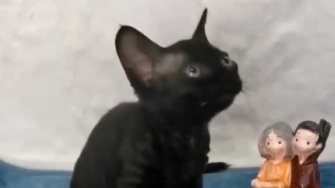 Why is the cute kitten so black