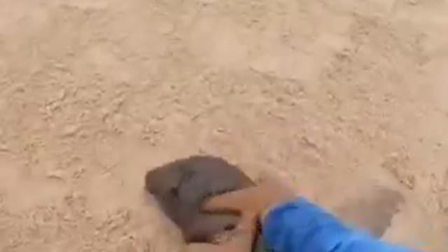 Love animals