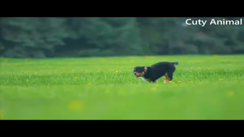 Cute dogs playing / funny dogs