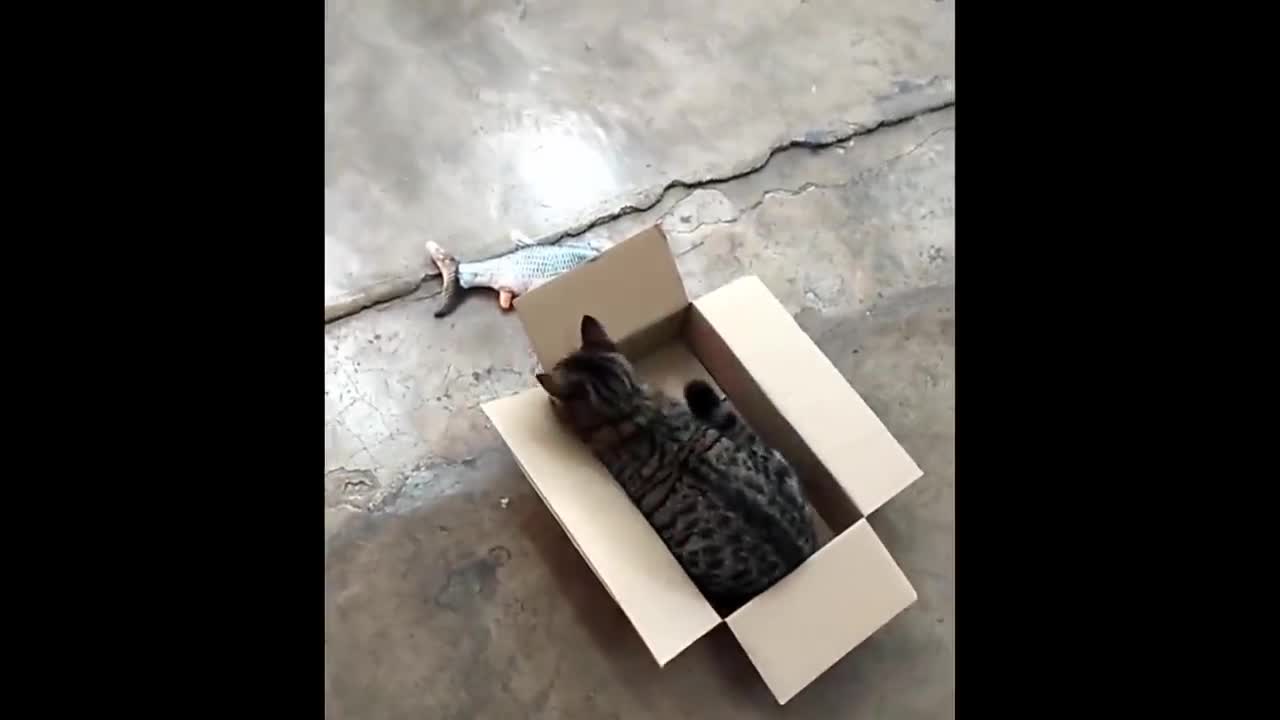 Funniest Animals - Best Of The 2021 Funny Animal Videos