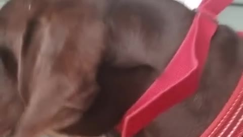 Amanda Grace Talks..HOLIDAY FUN STARRING UMA!