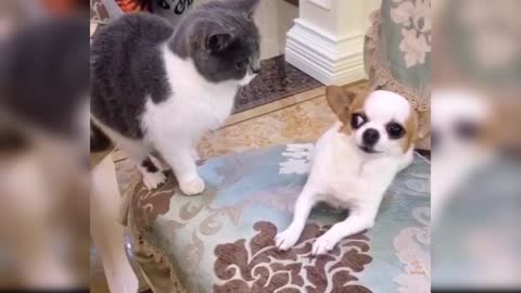 baby dogs cute and funny dogs video