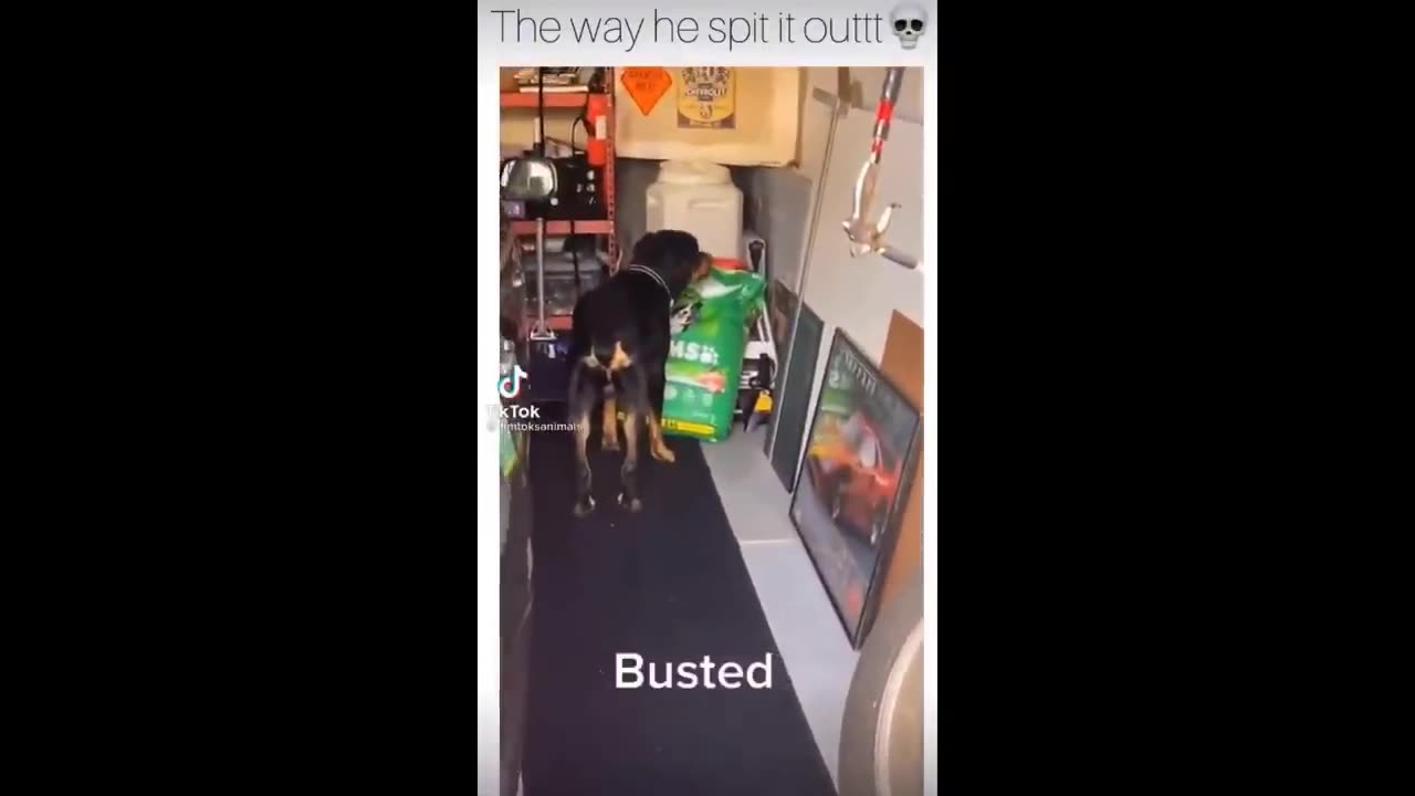 Cat and dog funny videos
