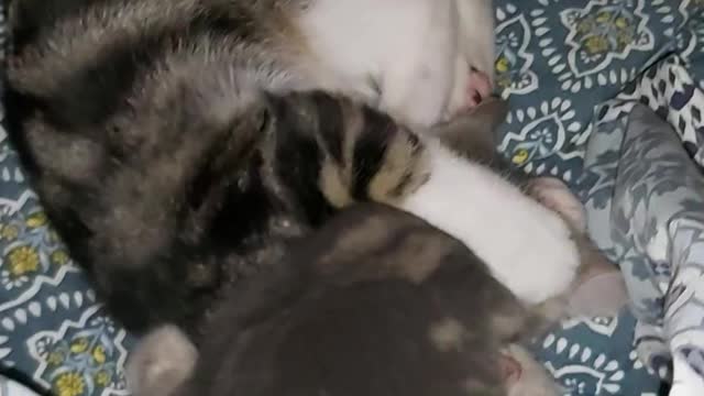 KITTEN BRAWL