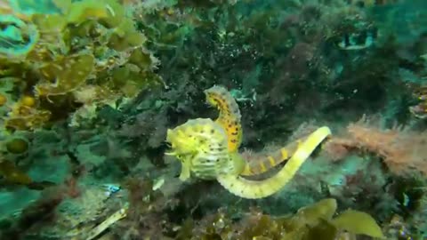 Stunning Video Captures Moment Seahorse Transfers Eggs to Her Partner l