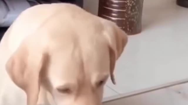 Ultimate Funny Dog Video Compilation | FunnyDogsTimes
