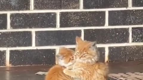 #138 - Adorable and Hilarious Animals