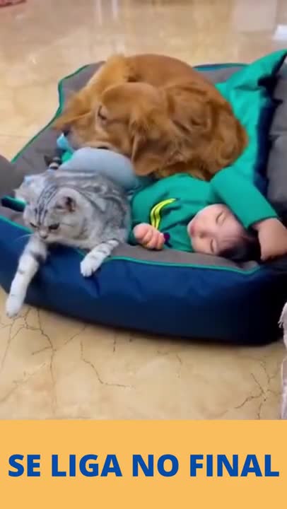 #shorts Love between humans cat and dog 2021 - funny cats 2021