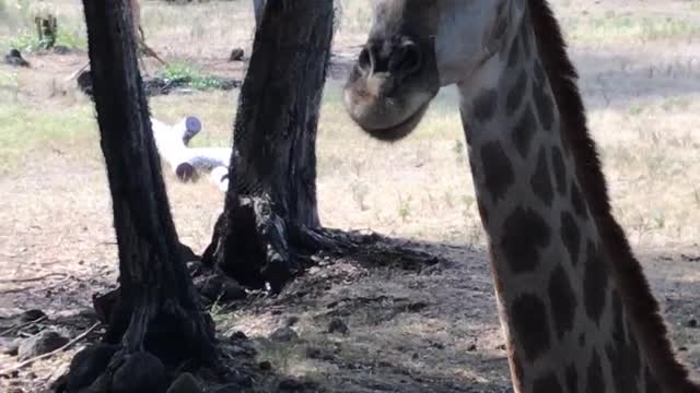 Always be careful from Hungary Giraffe he can kick you