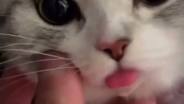 Playing with cat’s tongue - cute cat