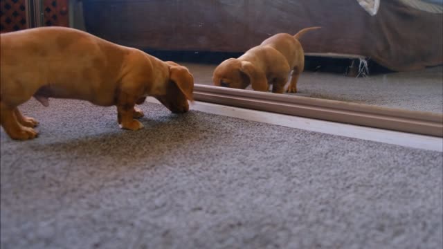 cute playful puppy in front of the mirror