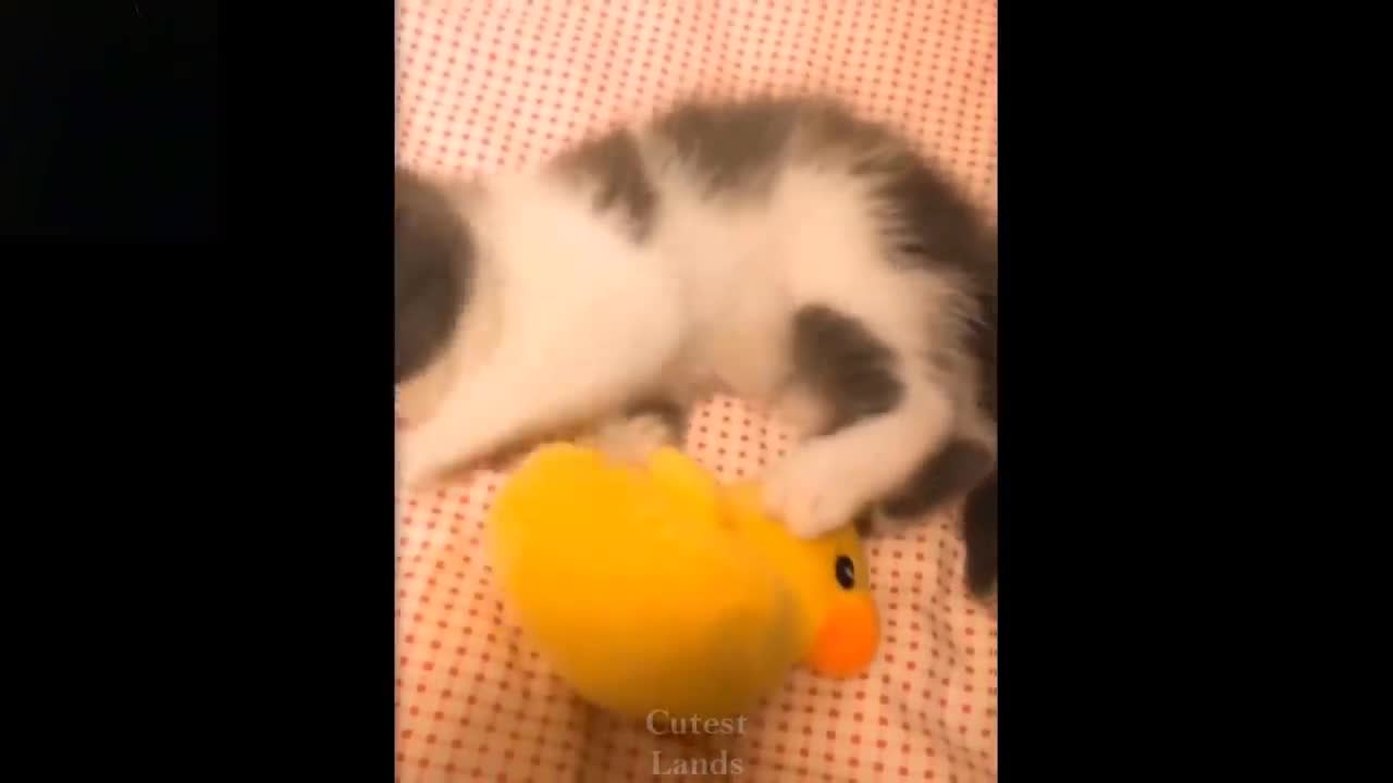 πCute And Funny Pets ππ Mascotas lindas y divertidas π 39