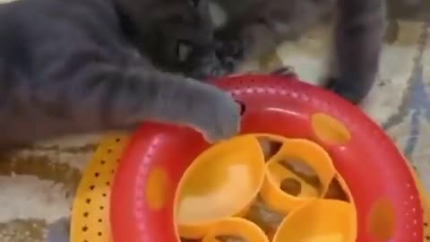 Cats love to play very beautiful😘