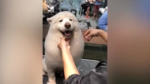 Funny Animal Vedios watch it