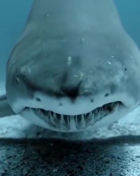 Srake, animal, acvatic