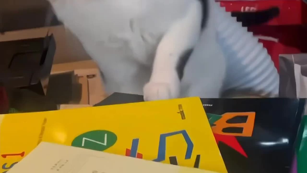 Funny cat video