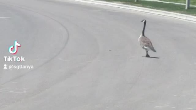 Family of geese crossing the street